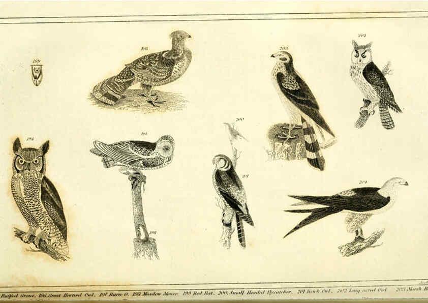 Reproducción/Reproduction 6312121206: Wilson's American ornithology Boston :Otis, Broaders, and Co.,1840
