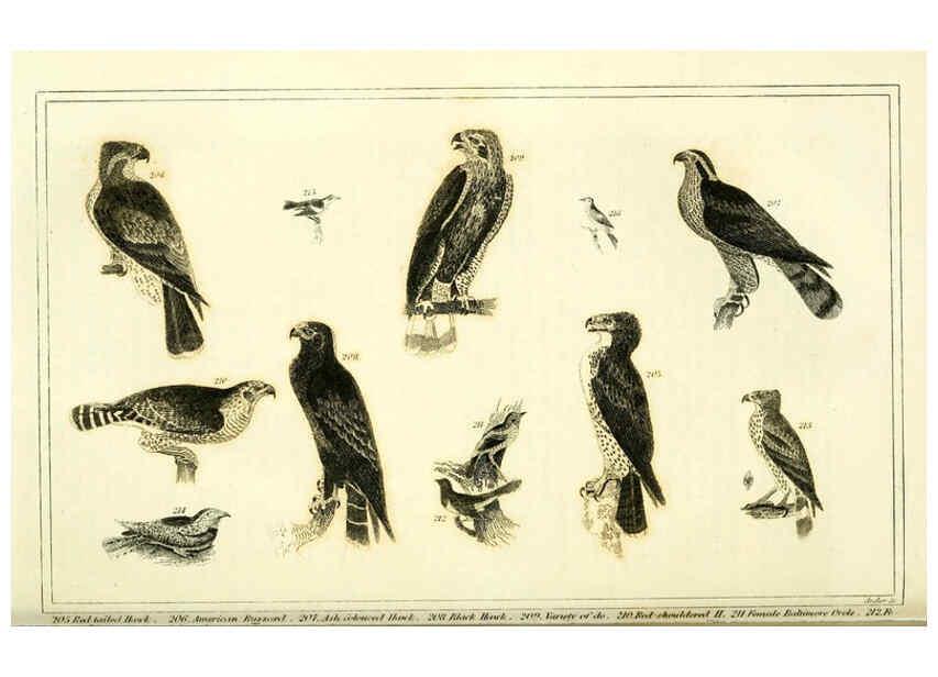 Reproducción/Reproduction 6312121412: Wilson's American ornithology Boston :Otis, Broaders, and Co.,1840