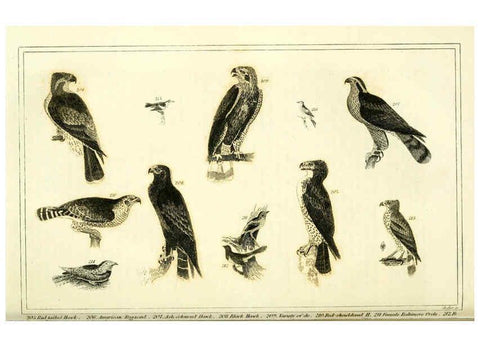 Reproducción/Reproduction 6312121412: Wilson's American ornithology Boston :Otis, Broaders, and Co.,1840