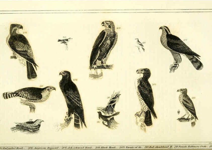 Reproducción/Reproduction 6312121412: Wilson's American ornithology Boston :Otis, Broaders, and Co.,1840