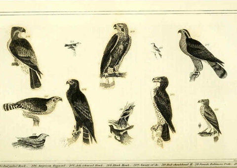 Reproducción/Reproduction 6312121412: Wilson's American ornithology Boston :Otis, Broaders, and Co.,1840