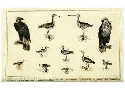 Reproducción/Reproduction 6311601383: Wilson's American ornithology Boston :Otis, Broaders, and Co.,1840