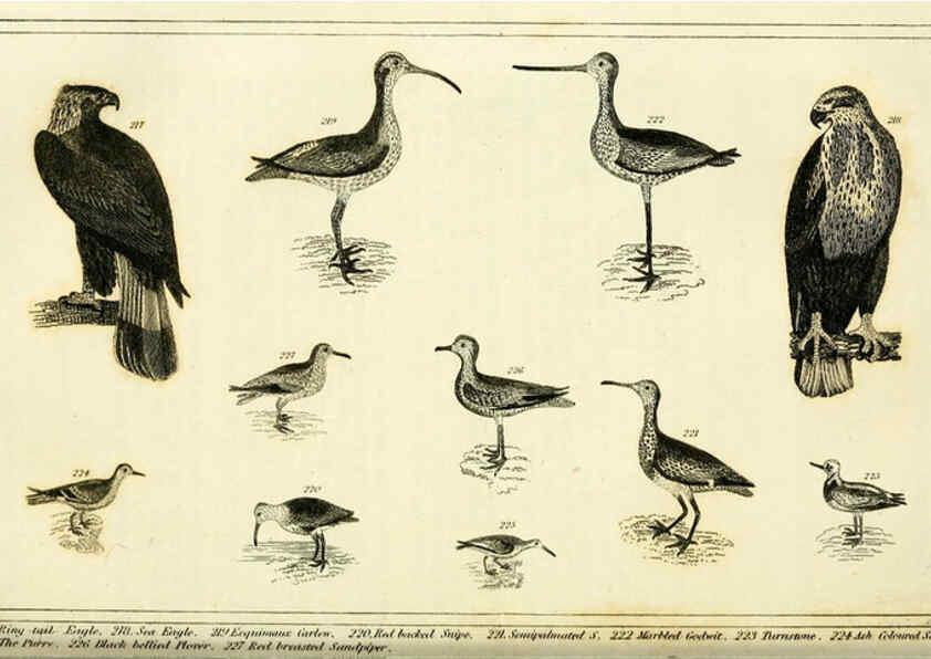 Reproducción/Reproduction 6311601383: Wilson's American ornithology Boston :Otis, Broaders, and Co.,1840