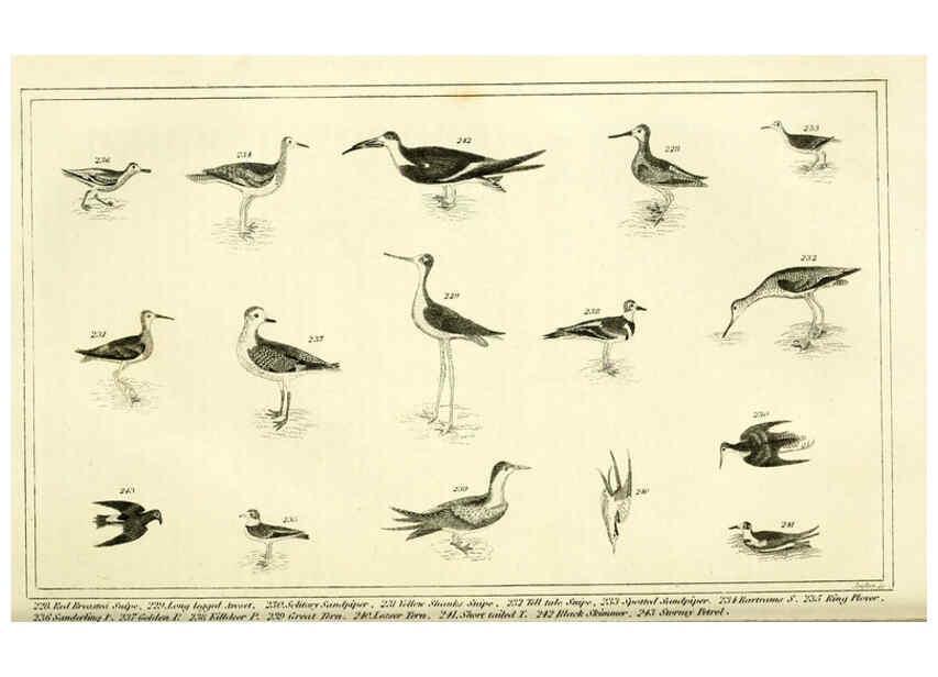 Reproducción/Reproduction 6311601549: Wilson's American ornithology Boston :Otis, Broaders, and Co.,1840