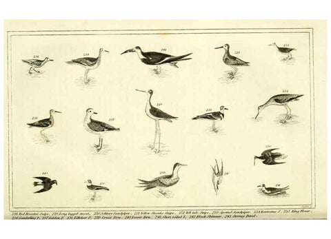 Reproducción/Reproduction 6311601549: Wilson's American ornithology Boston :Otis, Broaders, and Co.,1840