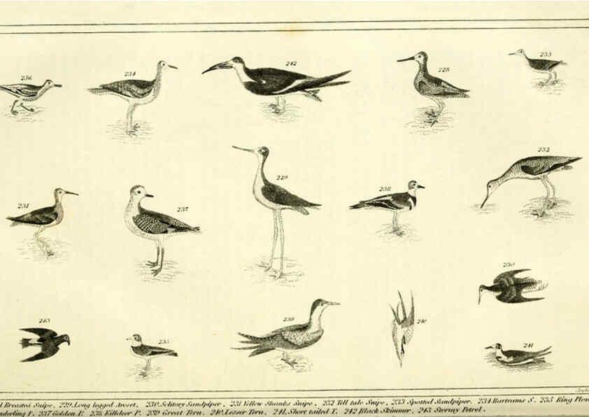 Reproducción/Reproduction 6311601549: Wilson's American ornithology Boston :Otis, Broaders, and Co.,1840