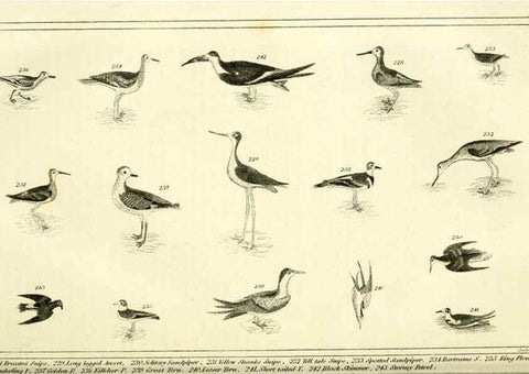 Reproducción/Reproduction 6311601549: Wilson's American ornithology Boston :Otis, Broaders, and Co.,1840