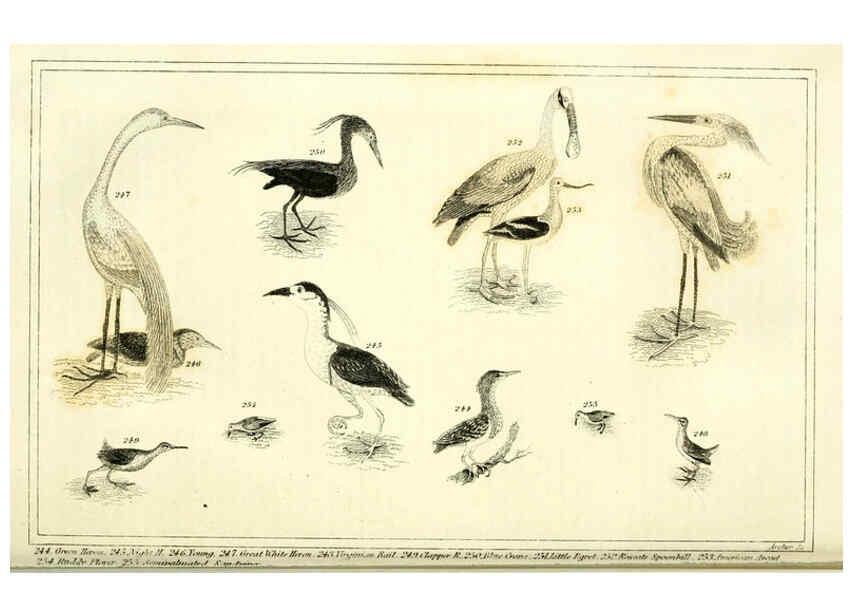 Reproducción/Reproduction 6312121878: Wilson's American ornithology Boston :Otis, Broaders, and Co.,1840