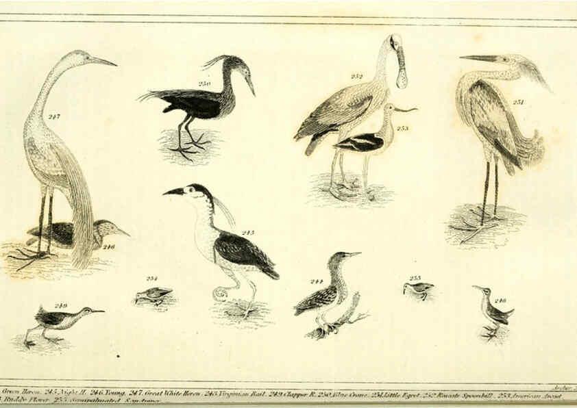 Reproducción/Reproduction 6312121878: Wilson's American ornithology Boston :Otis, Broaders, and Co.,1840