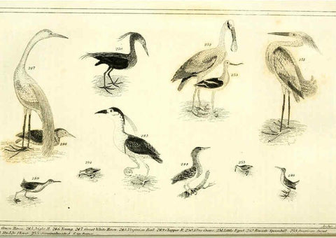 Reproducción/Reproduction 6312121878: Wilson's American ornithology Boston :Otis, Broaders, and Co.,1840
