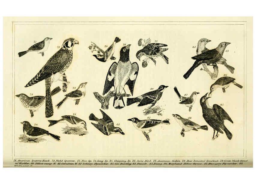 Reproducción/Reproduction 6312119242: Wilson's American ornithology Boston :Otis, Broaders, and Co.,1840