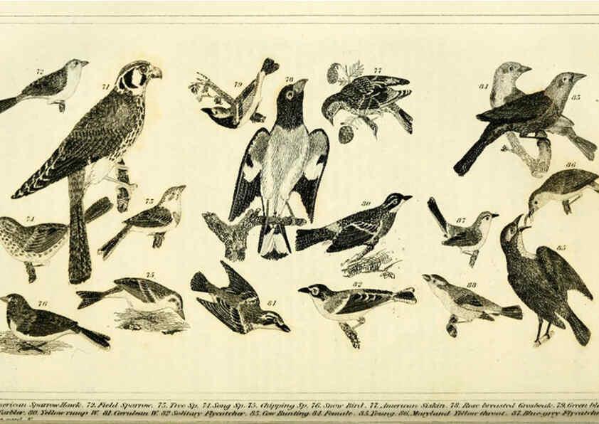 Reproducción/Reproduction 6312119242: Wilson's American ornithology Boston :Otis, Broaders, and Co.,1840