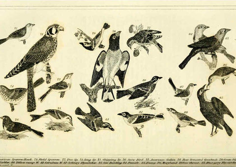 Reproducción/Reproduction 6312119242: Wilson's American ornithology Boston :Otis, Broaders, and Co.,1840