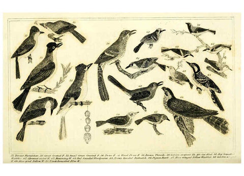 Reproducción/Reproduction 6312119058: Wilson's American ornithology Boston :Otis, Broaders, and Co.,1840