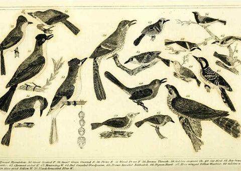 Reproducción/Reproduction 6312119058: Wilson's American ornithology Boston :Otis, Broaders, and Co.,1840