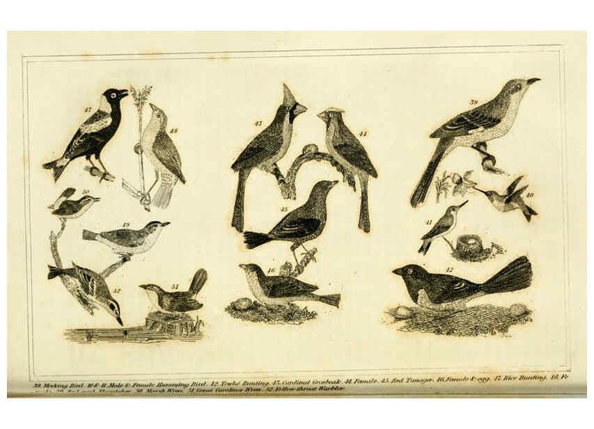 Reproducción/Reproduction 6311598827: Wilson's American ornithology Boston :Otis, Broaders, and Co.,1840