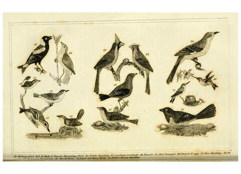 Reproducción/Reproduction 6311598827: Wilson's American ornithology Boston :Otis, Broaders, and Co.,1840