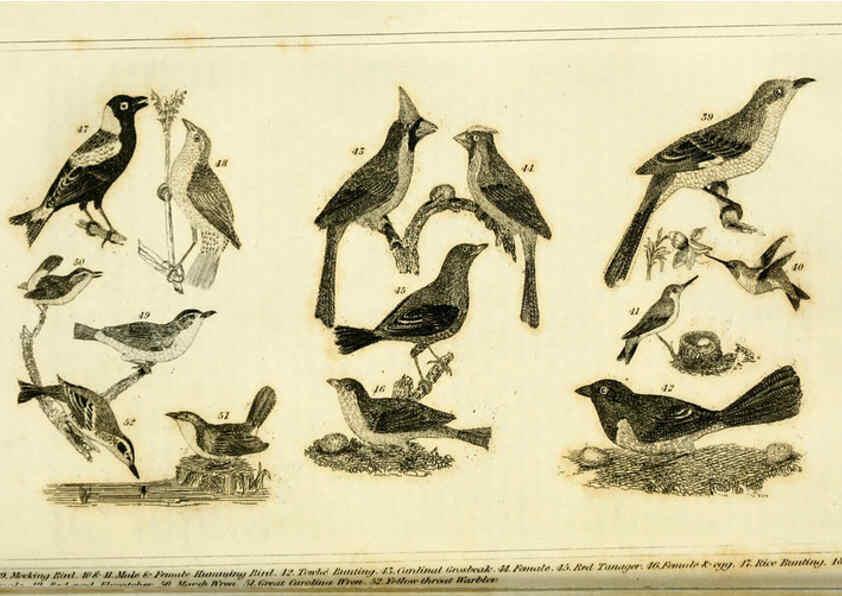Reproducción/Reproduction 6311598827: Wilson's American ornithology Boston :Otis, Broaders, and Co.,1840