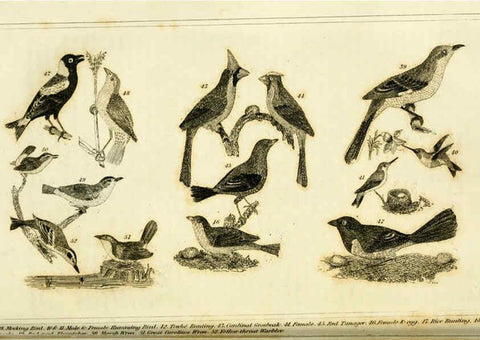 Reproducción/Reproduction 6311598827: Wilson's American ornithology Boston :Otis, Broaders, and Co.,1840