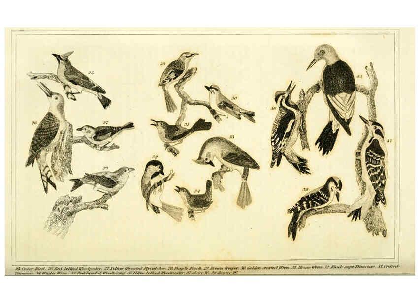 Reproducción/Reproduction 6311598637: Wilson's American ornithology Boston :Otis, Broaders, and Co.,1840
