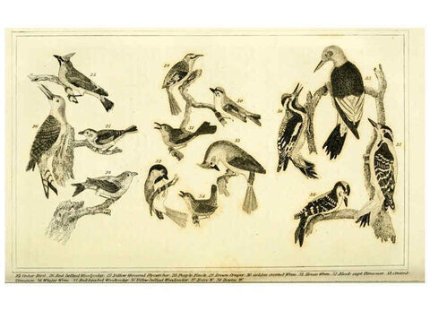 Reproducción/Reproduction 6311598637: Wilson's American ornithology Boston :Otis, Broaders, and Co.,1840