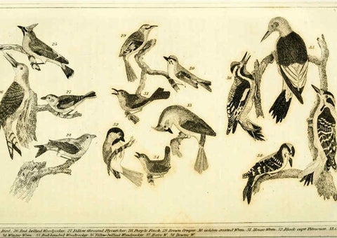 Reproducción/Reproduction 6311598637: Wilson's American ornithology Boston :Otis, Broaders, and Co.,1840