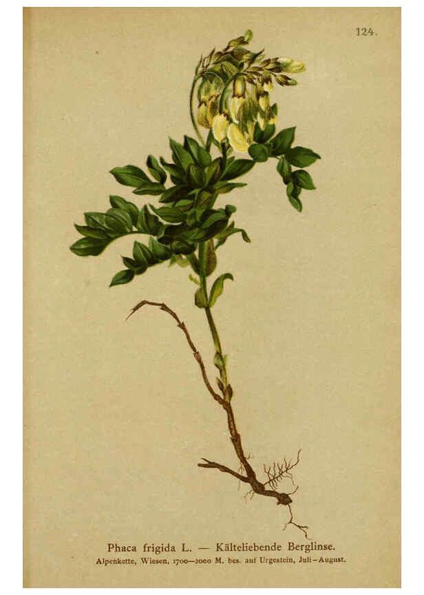 Reproducción/Reproduction 6311508713: Atlas der Alpenflora. v.1. Wien :Eigenthum und Verlag des Deutschen und Oesterr. Alpenvereins,1882
