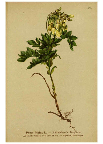 Reproducción/Reproduction 6311508713: Atlas der Alpenflora. v.1. Wien :Eigenthum und Verlag des Deutschen und Oesterr. Alpenvereins,1882
