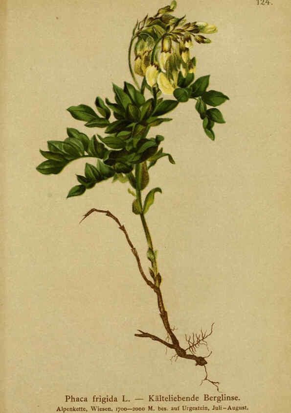 Reproducción/Reproduction 6311508713: Atlas der Alpenflora. v.1. Wien :Eigenthum und Verlag des Deutschen und Oesterr. Alpenvereins,1882