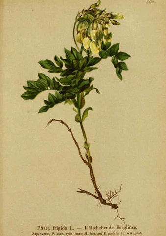 Reproducción/Reproduction 6311508713: Atlas der Alpenflora. v.1. Wien :Eigenthum und Verlag des Deutschen und Oesterr. Alpenvereins,1882