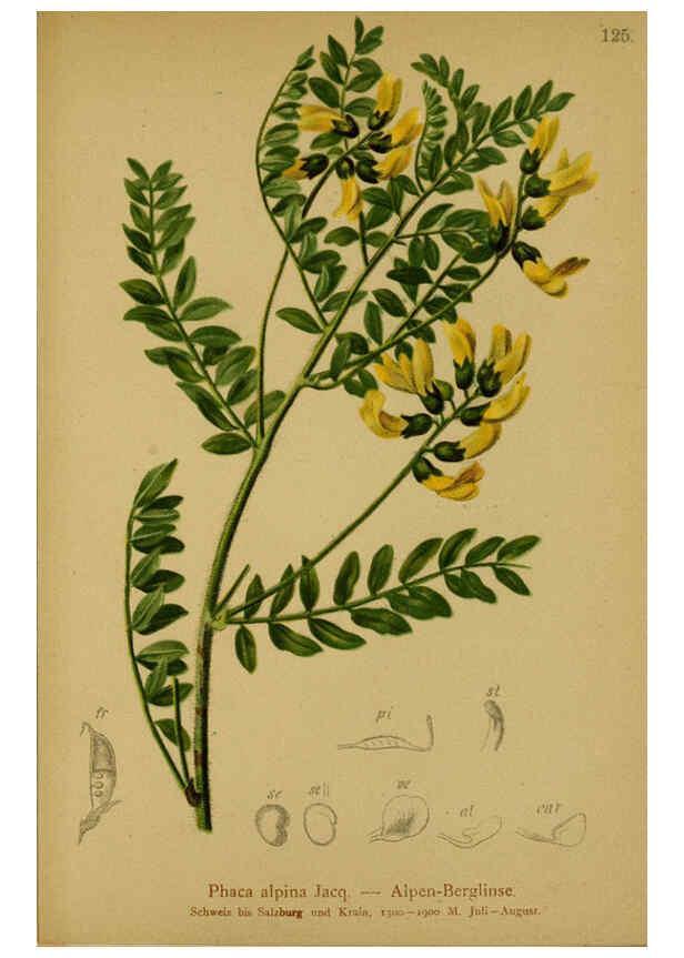 Reproducción/Reproduction 6311508845: Atlas der Alpenflora. v.1. Wien :Eigenthum und Verlag des Deutschen und Oesterr. Alpenvereins,1882