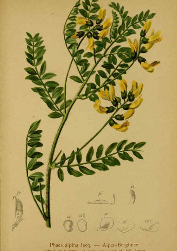 Reproducción/Reproduction 6311508845: Atlas der Alpenflora. v.1. Wien :Eigenthum und Verlag des Deutschen und Oesterr. Alpenvereins,1882