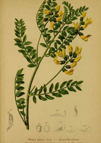 Reproducción/Reproduction 6311508845: Atlas der Alpenflora. v.1. Wien :Eigenthum und Verlag des Deutschen und Oesterr. Alpenvereins,1882