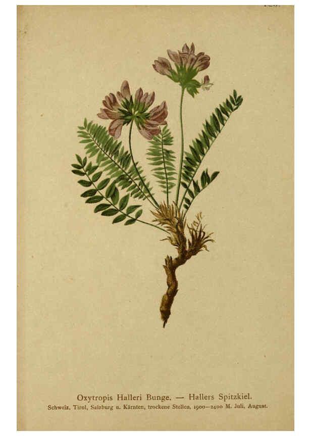 Reproducción/Reproduction 6311508973: Atlas der Alpenflora. v.1. Wien :Eigenthum und Verlag des Deutschen und Oesterr. Alpenvereins,1882