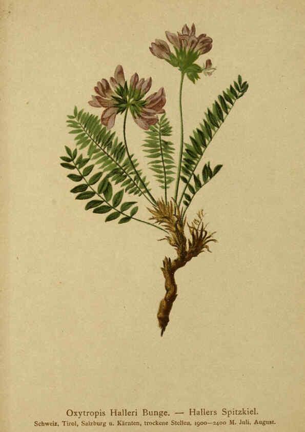 Reproducción/Reproduction 6311508973: Atlas der Alpenflora. v.1. Wien :Eigenthum und Verlag des Deutschen und Oesterr. Alpenvereins,1882