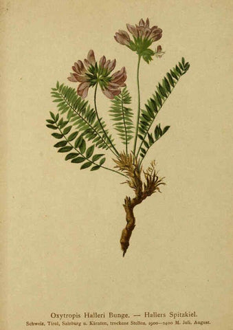 Reproducción/Reproduction 6311508973: Atlas der Alpenflora. v.1. Wien :Eigenthum und Verlag des Deutschen und Oesterr. Alpenvereins,1882