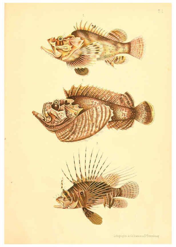 Reproducción/Reproduction 6312078162: Atlas des poissons vénéneux S.-Peterburg,Tipografïia V.S. Balasheva,1886