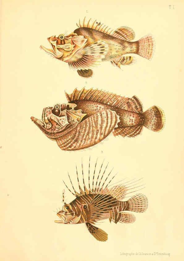 Reproducción/Reproduction 6312078162: Atlas des poissons vénéneux S.-Peterburg,Tipografïia V.S. Balasheva,1886