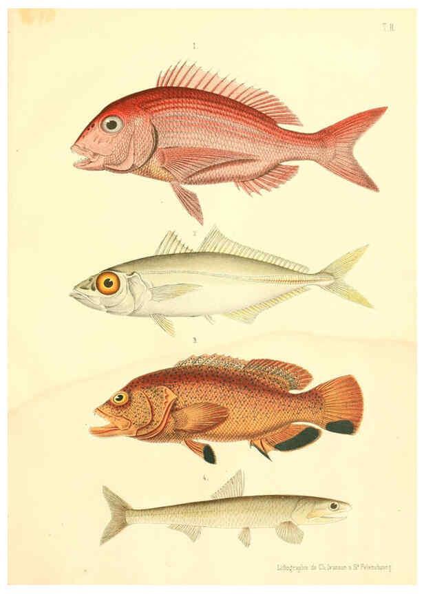 Reproducción/Reproduction 6312078370: Atlas des poissons vénéneux S.-Peterburg,Tipografïia V.S. Balasheva,1886