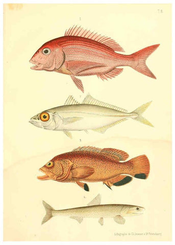 Reproducción/Reproduction 6312078370: Atlas des poissons vénéneux S.-Peterburg,Tipografïia V.S. Balasheva,1886