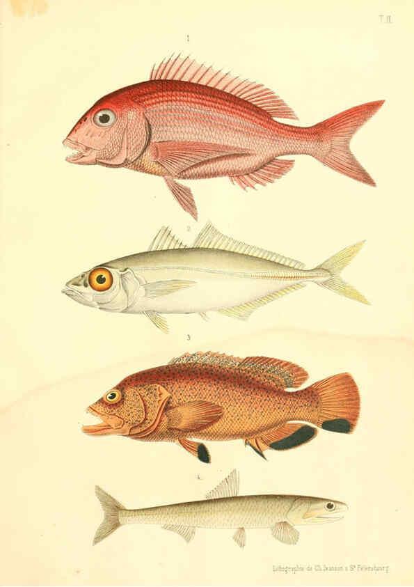 Reproducción/Reproduction 6312078370: Atlas des poissons vénéneux S.-Peterburg,Tipografïia V.S. Balasheva,1886