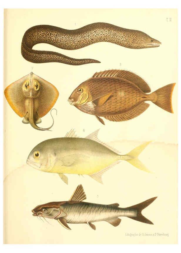 Reproducción/Reproduction 6311558721: Atlas des poissons vénéneux S.-Peterburg,Tipografïia V.S. Balasheva,1886