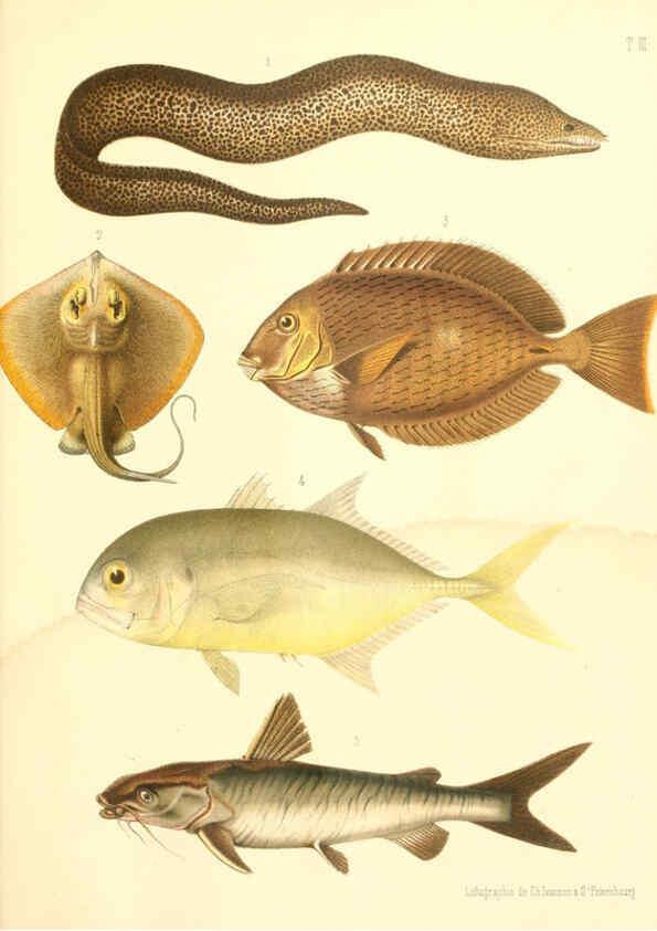 Reproducción/Reproduction 6311558721: Atlas des poissons vénéneux S.-Peterburg,Tipografïia V.S. Balasheva,1886