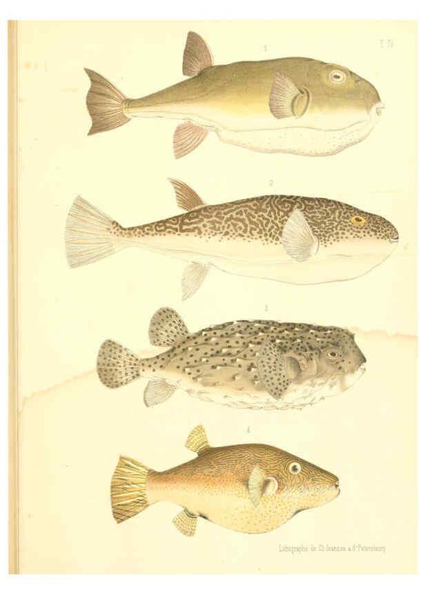 Reproducción/Reproduction 6312078652: Atlas des poissons vénéneux S.-Peterburg,Tipografïia V.S. Balasheva,1886