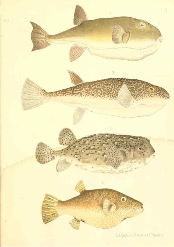 Reproducción/Reproduction 6312078652: Atlas des poissons vénéneux S.-Peterburg,Tipografïia V.S. Balasheva,1886