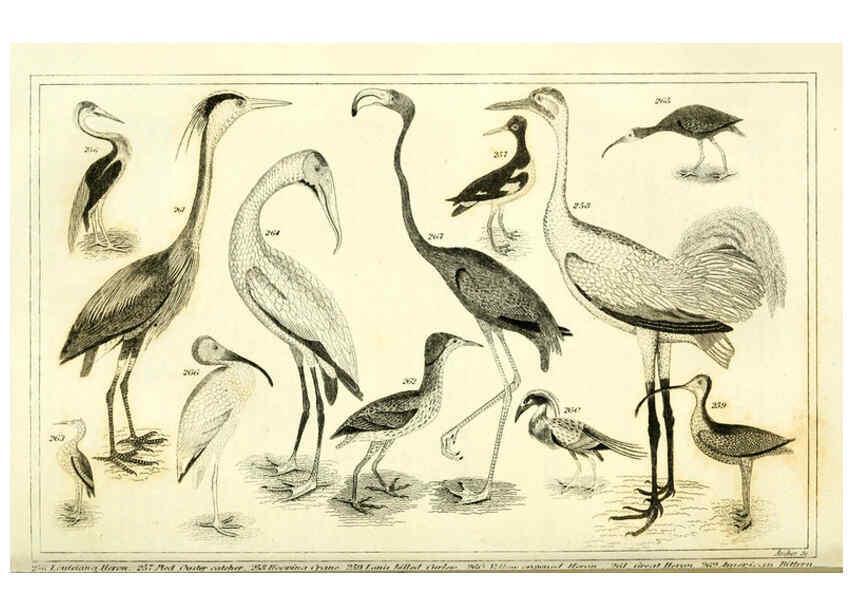 Reproducción/Reproduction 6312122048: Wilson's American ornithology Boston :Otis, Broaders, and Co.,1840