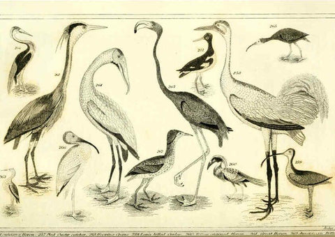Reproducción/Reproduction 6312122048: Wilson's American ornithology Boston :Otis, Broaders, and Co.,1840