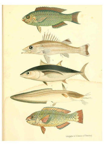 Reproducción/Reproduction 6312078802: Atlas des poissons vénéneux S.-Peterburg,Tipografïia V.S. Balasheva,1886
