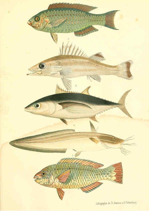 Reproducción/Reproduction 6312078802: Atlas des poissons vénéneux S.-Peterburg,Tipografïia V.S. Balasheva,1886