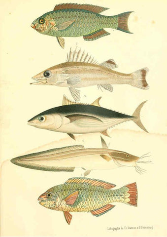 Reproducción/Reproduction 6312078802: Atlas des poissons vénéneux S.-Peterburg,Tipografïia V.S. Balasheva,1886